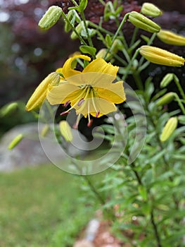 Yellow Asiatic lilies in a garden