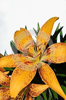 Yellow Asiatic Lily Flower Bouquet