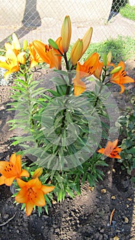 Yellow Asiatic Lily Flowers