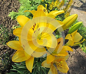 Yellow Asiatic Lily Flowers