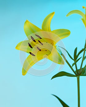 A yellow Asiatic Lily Lillium flower with green stem and leaves