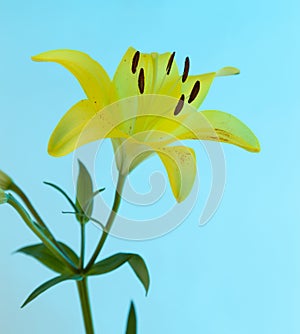 A yellow Asiatic Lily Lillium flower with green stem and leaves