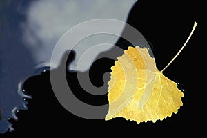 Yellow Aspen Leaf