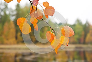 Yellow aspen leaf photo