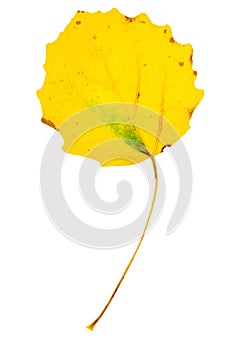 Yellow aspen leaf on isolated