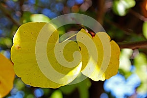 Yellow Aspen leaves in Autumn