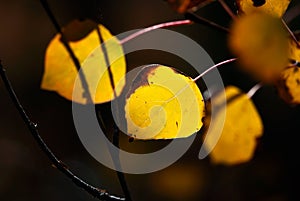 Yellow Aspen Leaves with Dark Background
