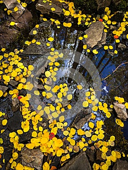 Yellow aspen leaves floating on water