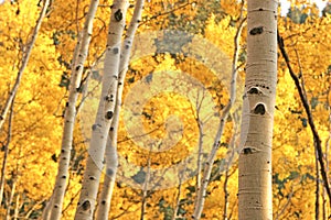 Yellow Aspen Trees