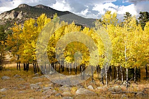 Yellow Aspen Trees