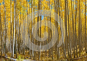 Yellow Aspen Trees