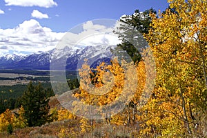 Yellow Aspen Trees above Valley