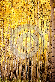 Yellow Aspen Trees in Autumn