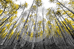 Yellow Aspen Trees in Black and White Landscape