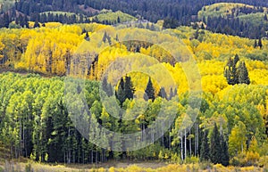 Yellow Aspen trees in Colorado. Foliage changes colour to yellow in the Autumn Kebler Pass Crested Butte America