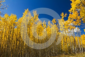 Yellow Aspen Trees in Fall photo