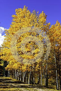 Yellow Aspens