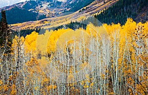 Yellow Aspens