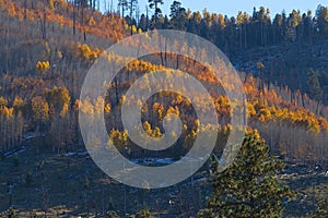 Yellow Aspens on a burn scare on a hillside