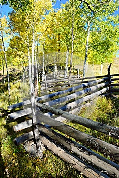 Yellow aspens during the foliage