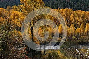 Fall colors in the mountains