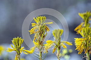 Yellow asphodel, Asphodeline lutea