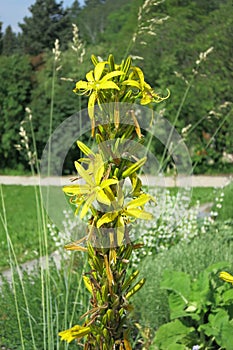 Yellow Asphodel photo