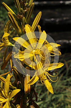 `Yellow Asphodel` flower - Asphodeline Lutea