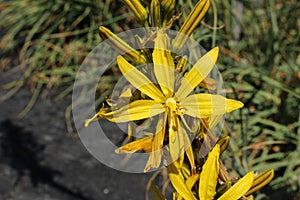 `Yellow Asphodel` flower - Asphodeline Lutea