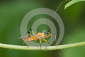 Yellow assassin bug macro photo