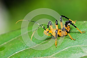 Yellow assassin bug macro