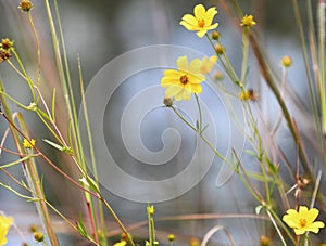 Yellow aster beggartick burr marigold wildflower in the Okefenokee Swamp photo