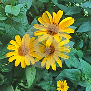 Yellow Aster flowers blooming in summer