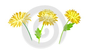 Yellow aster flowers set. Blooming chrysanthemum flower, floral design elements for decoration of invitation, greeting