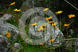 Yellow asteraceae flowers blooming closeup in Huascaran National Park