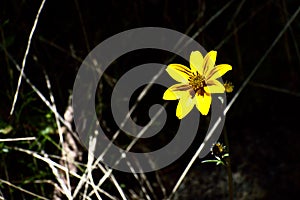 Yellow Asteraceae growing in HuascarÃ¡n National Park