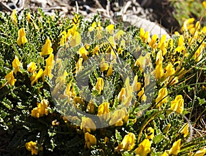 Yellow Astragalus exscapus flowers in Himalaya