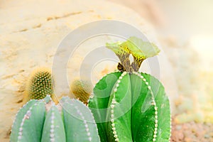 Yellow Astrophytum ornatum flower blooming in the cactus garden photo
