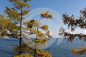 Yellow aurumn larch trees on Baikal lake background.