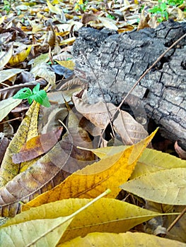 Yellow autum tree trunk