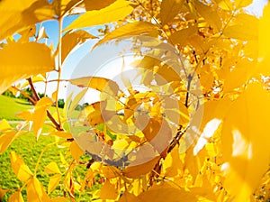 Yellow autumn as tree leaves over bright sun