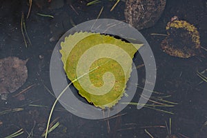 Yellow autumn aspen leaf floating in water puddle