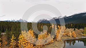 Yellow autumn aspen tree leaves