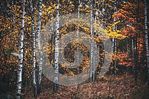 yellow autumn birch forest