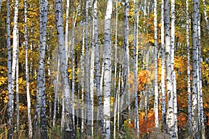 Yellow autumn birch forest in october among other birches in birch grove