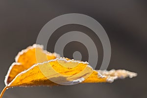 Yellow autumn birch leaf covered with the first frost in the light of sunlight. Close up view