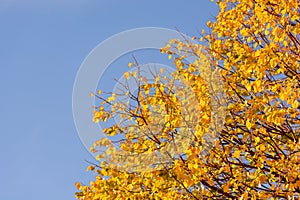 Yellow autumn birch leaves against blue sky