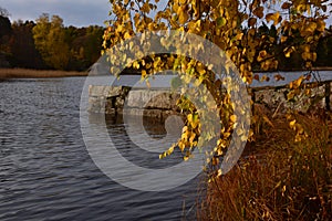 Yellow autumn birch leaves over water