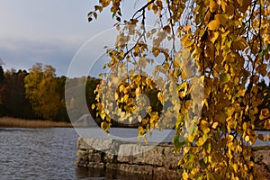 Yellow autumn birch leaves over water