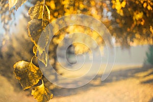 Yellow autumn birch leaves tree landscape. Composition in park.